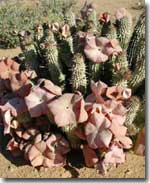 hoodia gordonii cactus